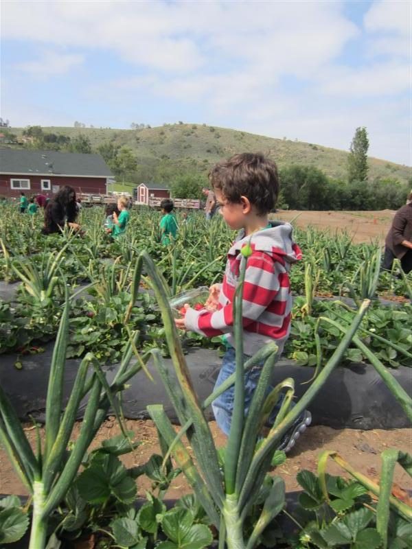 Tanaka Farms Field Trip | Preschool,Child Care Center,Day Care,Toddler ...